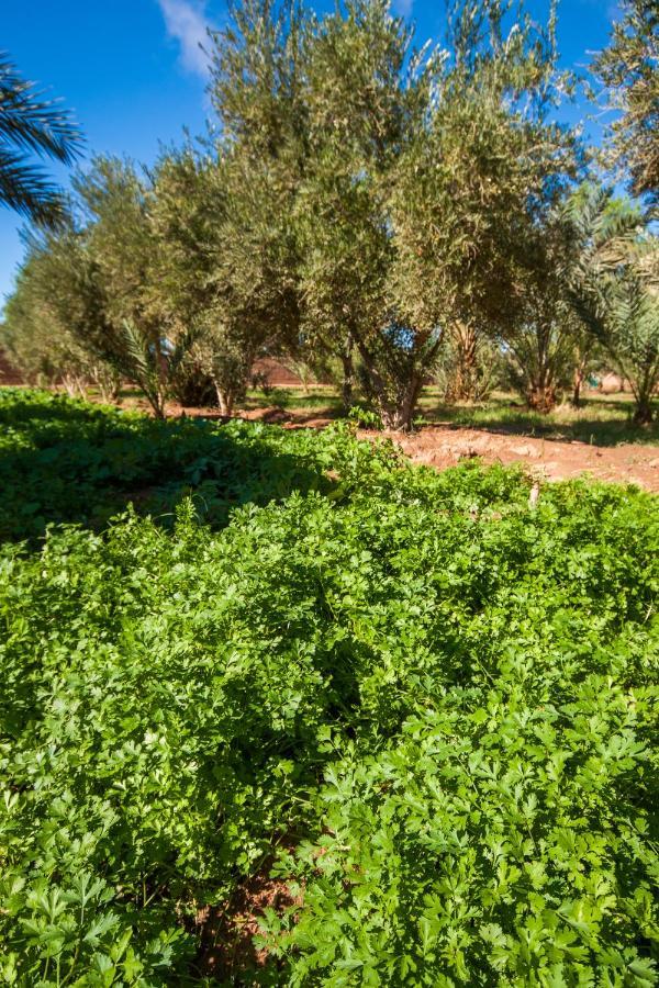 فندق Chez Le Pacha محاميد الغزلان المظهر الخارجي الصورة