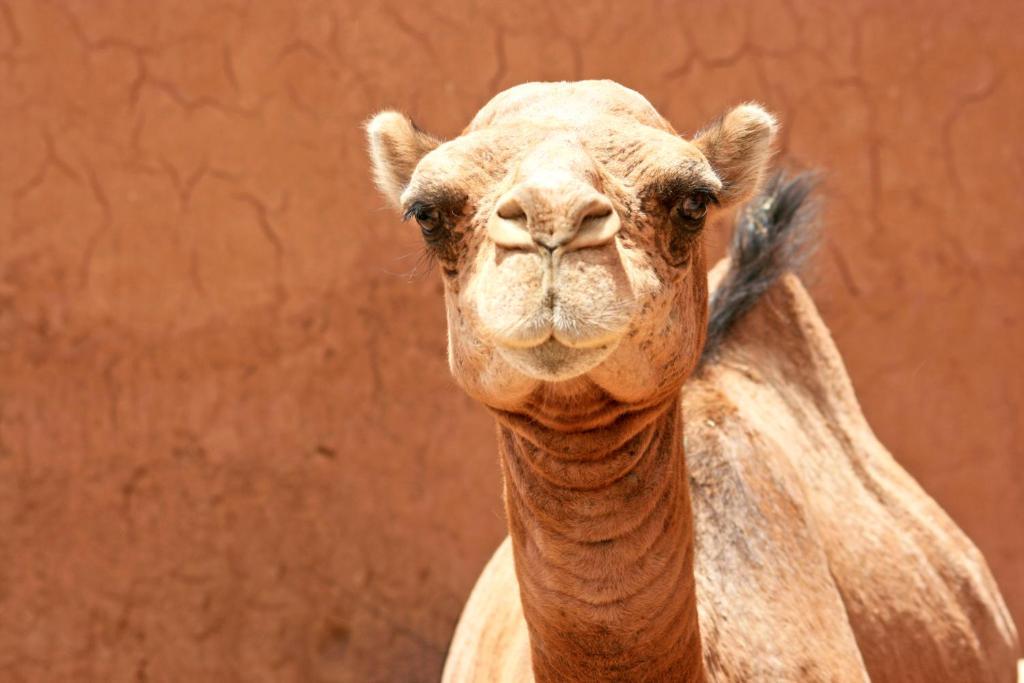 فندق Chez Le Pacha محاميد الغزلان المظهر الخارجي الصورة